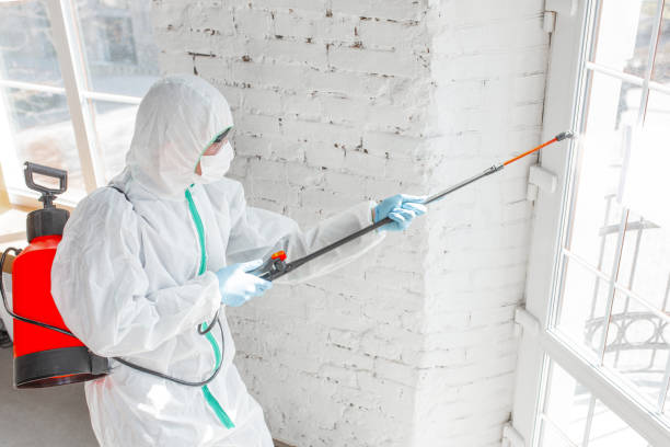 Best Mold Damage Restoration  in Siena College, NY