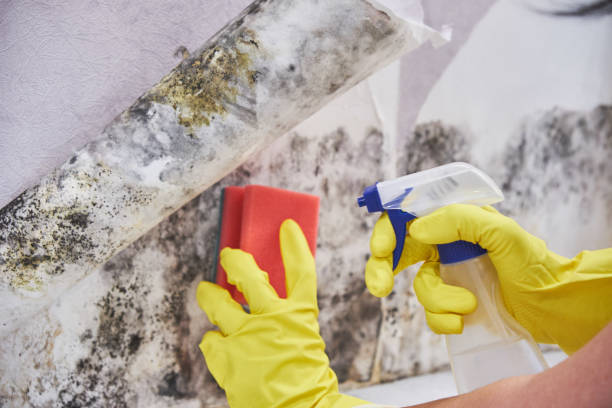 Best Water Damage & Mold Remediation  in Siena College, NY